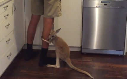Крошечный кенгуру насмешил юзеров нежными объятиями, требуя молока