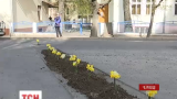 У Чернівцях місцеві студенти висадили квіти просто у вибоїни на дорозі