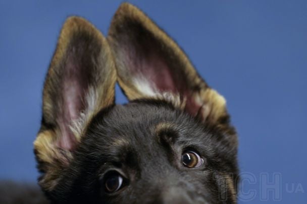 Цуценя №3 / © Associated Press