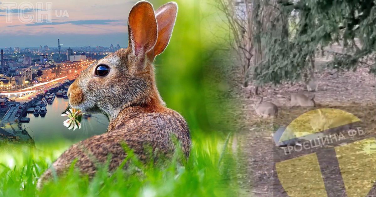 На улицах Киева заметили много диких зайцев /Коллаж ТСН.ua