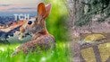 На улицах Киева заметили много диких зайцев /Коллаж ТСН.ua