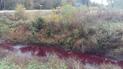 Криваві ріки: біля Луцька водойма стала багряною