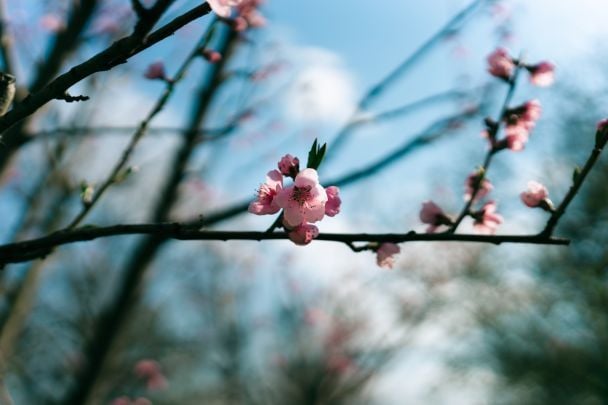 Народні прикмети 12 квітня / © Pexels