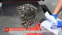 Двое японцев пытались контрабандой вывезти из Австралии уникальных ящериц