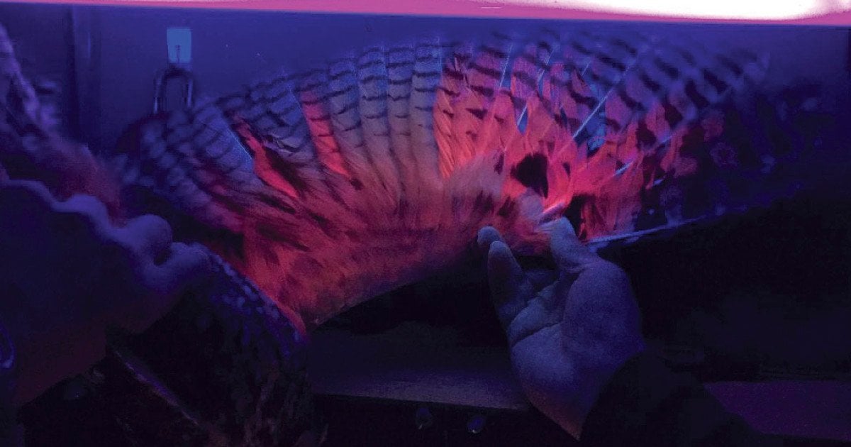 Вухата сова