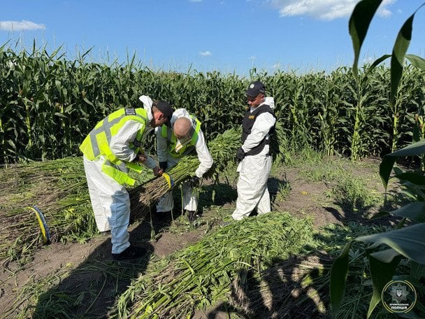 Посевы, обнаруженные полицией. Фото: страница А. Небитова в Facebook
