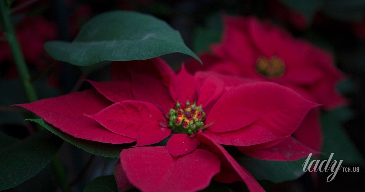 Гороскоп на 8-14 грудня 2025 року