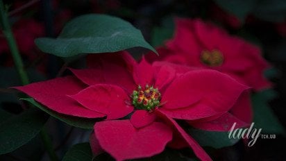 Гороскоп на 8-14 грудня 2025 року