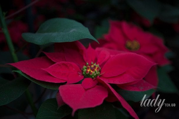 Пуансетія / &copy; Associated Press