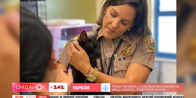 В Майами через две недели после обвала многоэтажки нашли кота