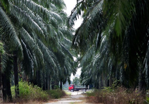 Дерева - відповідь А / © Associated Press