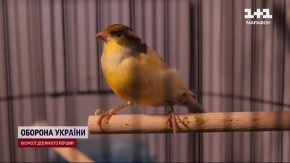 Неймовірно! Хто живе в акваріумі у Буданова? Керівник ГУР показав своїх тваринок!