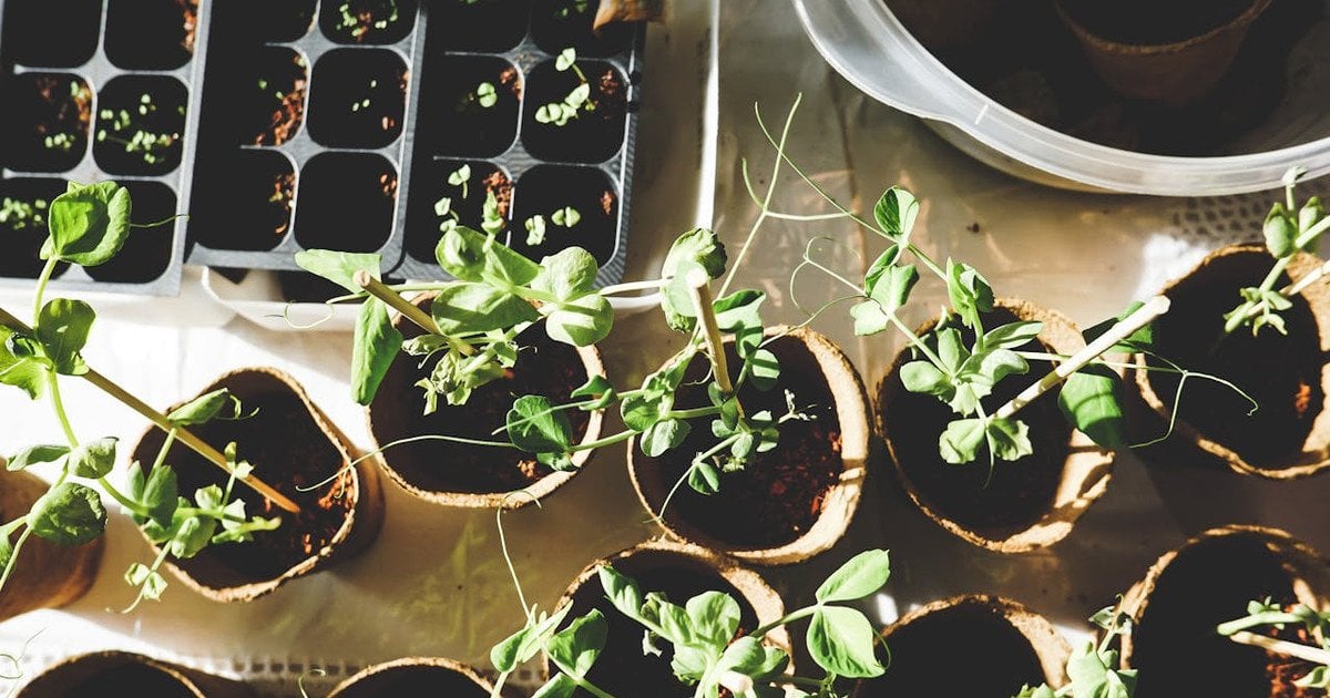 Місячний посівний календар лютий 2026 року