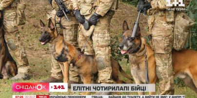 Як проходять тренування Служби безпеки України з елітними чотирилапими воїнами