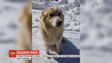 Киевлянка разыскивает своего метиса ретвивера, который не захотел жить с новыми хозяевами