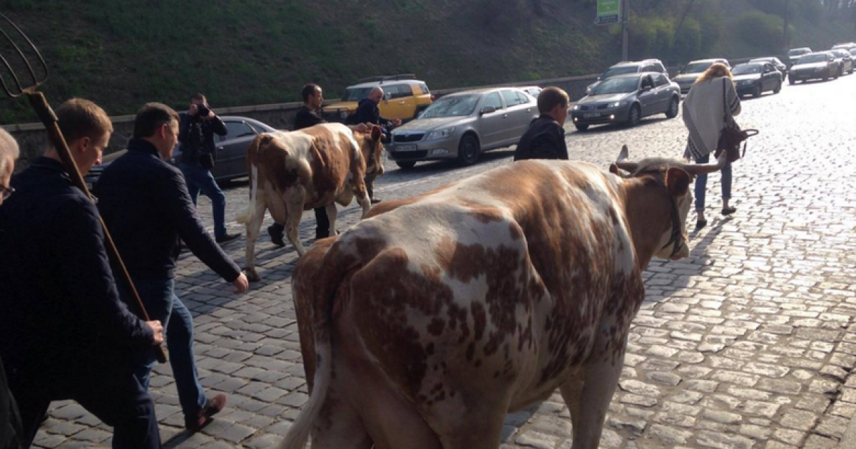 Ляшко і корови / © Слово і діло