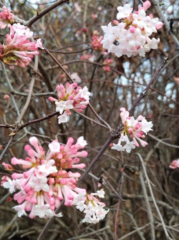  / © Ботанический сад ОНУ имени И.И.Мечникова