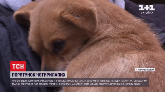 Знімали із ланцюгів і забирали з хат: волонтери рятують від голодної смерті покинутих тварин з прифронтової Донеччини