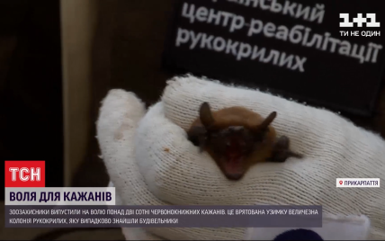 У Франківську зоозахисники випустили понад 200 червонокнижних кажанів, яких врятували взимку