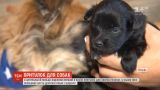 Притулок для хворих собак відкрили у Польщі