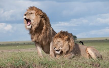 Два льва набросились на смотрительницу в австралийском зоопарке