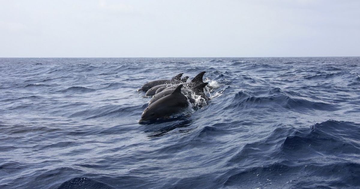 Россия перебросила отряды дрессированных дельфинов на военную базу в Крыму – институт США