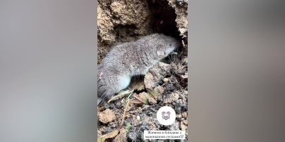 Виталий Козловский поделился новым видео с передовой и показал соседей в блиндаже