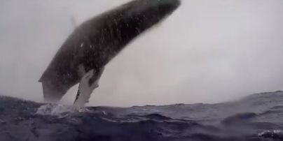 Австралийский фотограф вблизи снял на видео завораживающий прыжок 36-тонного кита