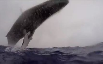 Австралійський фотограф зблизька зняв на відео дивовижний стрибок 36-тонного кита