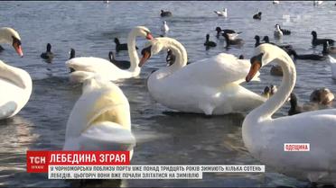 Птичья бухта: на паромную переправу под Одессой начали слетаться лебеди