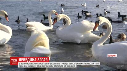 Птичья бухта: на паромную переправу под Одессой начали слетаться лебеди