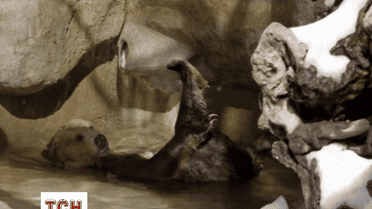 Ведмедям грізлі із Сан-Дієго подарували 15 тон снігу