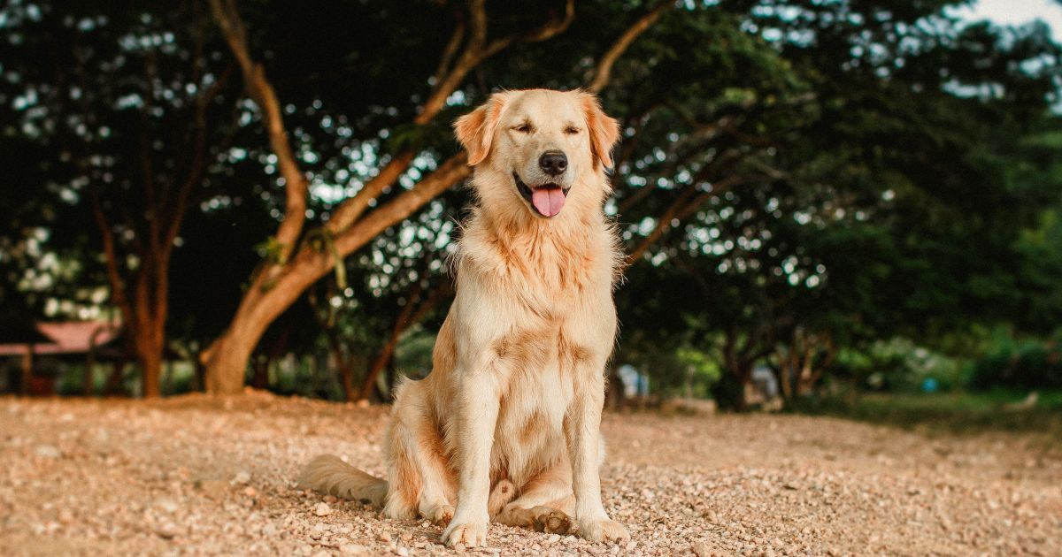 Золотистый ретривер