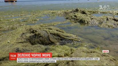 Грязно-зеленая вода: в Одессе микроскопические водоросли заболотили море
