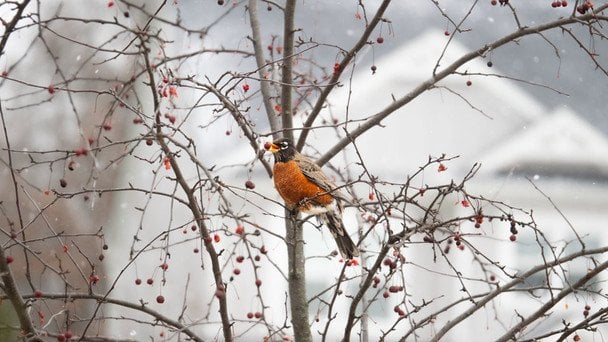 Народні прикмети 26 грудня / © pexels.com
