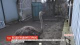 В Хмельницкой области страус, который устроил коллапс на дороге, голодает