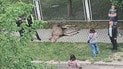 Загиблий лось у Львові
