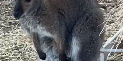 У Кременчуці пара кенгуру народила дитинча. Їхній власник оприлюднив відео