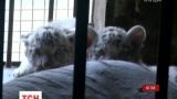 Китайский зоопарк впервые показал посетителям новорожденных белых тигрят
