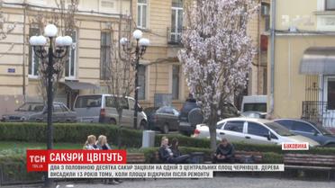 У центрі Чернівців розпустились сакури