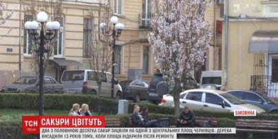 У центрі Чернівців розпустились сакури