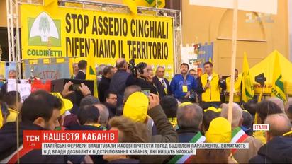 Фермери в Італії вимагають дозволити контрольоване відстрілювання кабанів