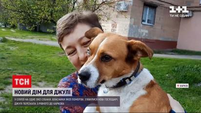 Новости Украины: кто спас собаку, которая неделю жила без воды, еды и с телом хозяина в квартире
