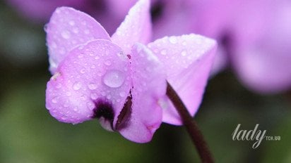 Весняна квітка