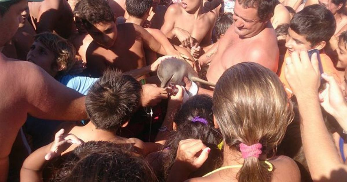 Туристы в Аргентине своими селфи убили детеныша дельфина