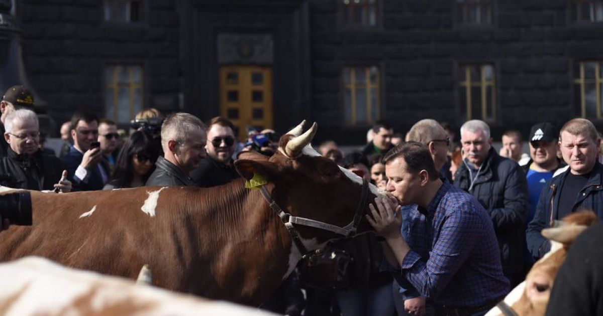 Ляшко і корови / © facebook/Олег Ляшко