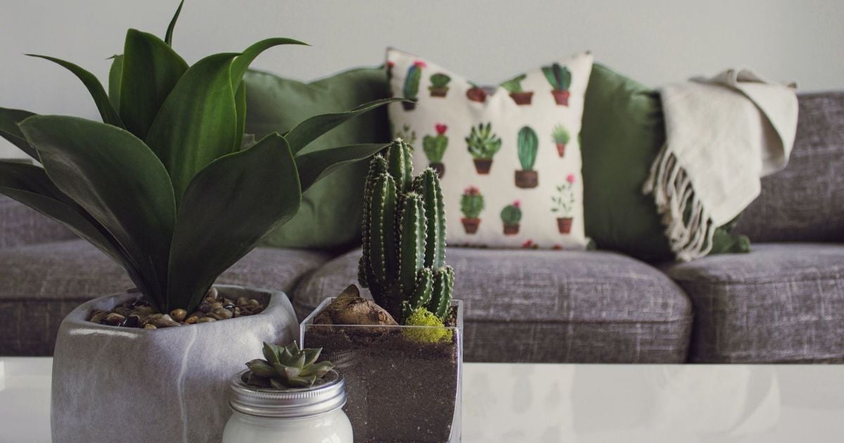 Кімнатні рослини.