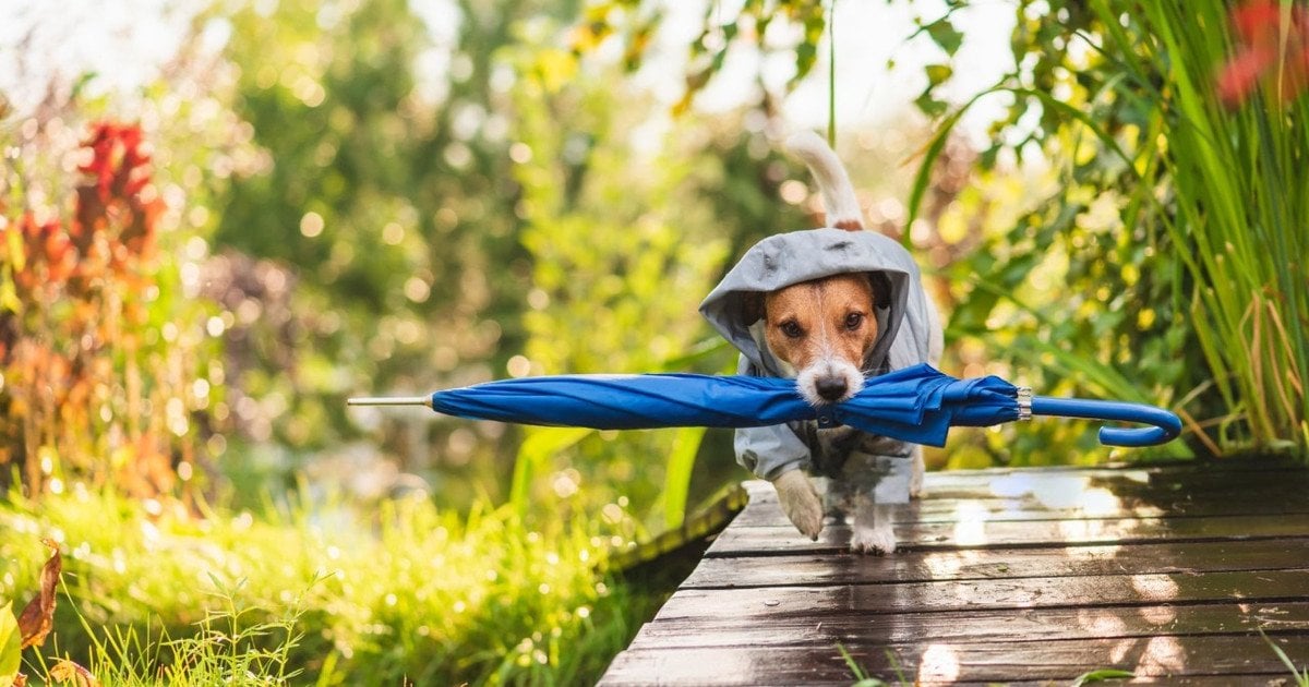 Погода різко зміниться: в Україні очікують як до +18 °С, так і мокрий сніг — синоптик