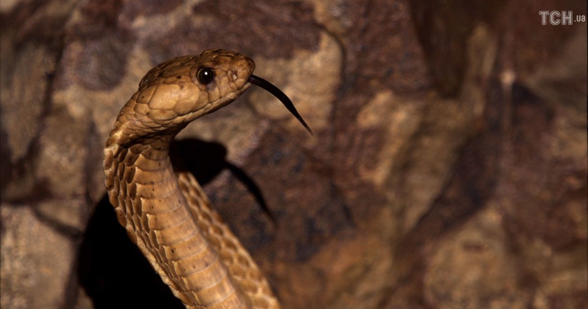 Смертоносная кобра проскользнула под рубашку пилота во время полета: чем все закончилось