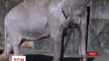 Помер найстаріший слон світу